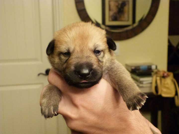 chinook dog